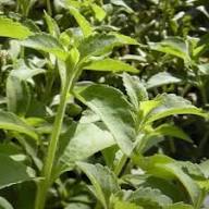 Green Basilicum Minimum Plant Seeds Heirloom Non-GMO High Germination Organic Garden Seeds for Planting