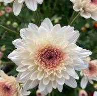 White Perennials Flower Seeds Heirloom Non-GMO High Germination Organic Garden Seeds for Planting