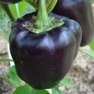 Chocolate Beauty Bell Pepper Seeds for Planting | Heirloom Non-GMO
