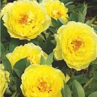 Peony Flower Seeds Yellow – Heirloom, Non-GMO, High Germination Seeds