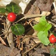 Rote Rebhuhnbeere Samen – Alte Sorte, gentechnikfrei, hohe Keimfähigkeit Bio-Gartensamen zum Pflanzen