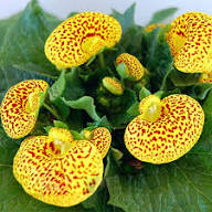 Yellow Maroon Calceolaria Flower Seeds – Heirloom, Non-GMO, High Germination Organic Seeds
