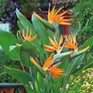 Mixed Strelitzia Flower Seeds – Heirloom, Non-GMO, High Germination Organic Garden Seeds