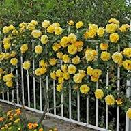 Yellow Climbing Rose Flowers Seeds – Heirloom, Non-GMO, High Germination Seeds for Planting