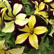 Yellow Black Petunia Flower Seeds – Heirloom, Non-GMO, High Germination Organic Garden Seeds for Planting