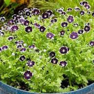 Black White Nemophila Flower Seeds – Heirloom Non-GMO Organic Garden