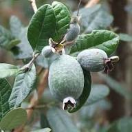 Feijoa Seeds Heirloom Non-GMO High Germination Organic Garden Seeds for Planting