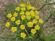 Yellow Chaerophyllum Flower Seeds – Heirloom, Non-GMO, High Germination Organic Garden Seeds