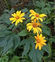 Yellow Tithonia Flower Seeds Heirloom Non-GMO High Germination Organic Garden Seeds
