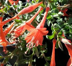 Semillas de flor de Epilobium Canum rojo para plantar – Semillas de jardín orgánicas de alta germinación, no transgénicas, reliquia