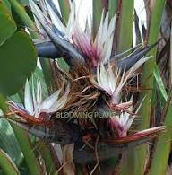 Mixed Strelitzia Flower Seeds – Heirloom, Non-GMO, High Germination Organic Garden Seeds