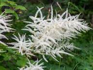 White Aruncus Dioicus Flower Seeds Heirloom Non-GMO High Germination Organic Garden Seeds for Planting