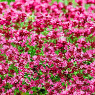 Thymus Serpyllum Flower Seeds for Planting – Heirloom, Non-GMO, High Germination Organic Garden Seeds