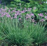 Purple Tulbaghia Violacea Flower Seeds – Heirloom Non-GMO High Germination Organic Garden Seeds