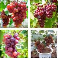 Climbing Mixed Grapes Fruit Seeds – Heirloom, Non-GMO, High Germination Organic Garden Seeds