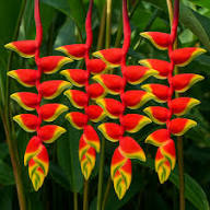 Yellow Red Heliconia Flower Seeds – Heirloom Non-GMO High Germination Seeds