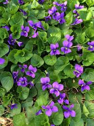 Viola Riviniana Violet Flower Seeds for Planting – Heirloom Non-GMO High Germination Organic Garden Seeds