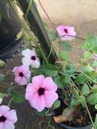 Thunbergia Flower Seeds Pink Heirloom Non-GMO High Germination Organic Garden Seeds for Planting