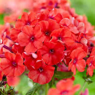 Giant Phlox Flower Seeds Red – Heirloom, Non-GMO, High Germination Seeds for Planting