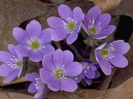 Purple Hepatica Nobilis Flower Seeds Heirloom Non-GMO High Germination Organic Garden Seeds for Planting