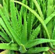 Aloe Vera Green Seeds – Heirloom, Non-GMO, High Germination Organic Garden Seeds