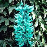 Strongylodon Flower Seeds Green – Heirloom, Non-GMO, High Germination Organic Garden Seeds