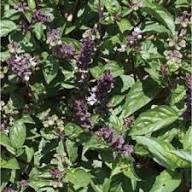 Basil Licorice Plant Seeds Heirloom Non-GMO High Germination Organic Garden Seeds for Planting