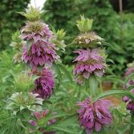 Purple Monarda Citriodora Flower Seeds – Heirloom, Non-GMO, High Germination Organic Garden Seeds for Planting Seeds for Planting