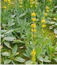 Yellow Gentiana Flower Seeds Heirloom Non-GMO High Germination Organic Garden Seeds for Planting