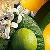 Orange Bergamot Seeds Heirloom Non-GMO High Germination Organic Garden Seeds for Planting