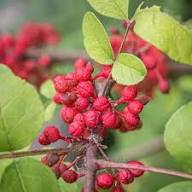 Red Zanthoxylum Piperitum Seeds Heirloom Non-GMO High Germination Organic Garden Seeds for Planting