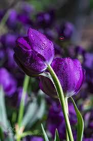 Tulip Flower Seeds Perennial for Planting – Heirloom, Non-GMO, High Germination