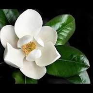 Semillas de flor de Magnolia Stellata blanca – Heirloom, sin OMG, semillas de alta germinación