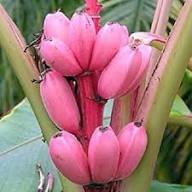 Pink Banana Seeds Heirloom Non-GMO High Germination Organic Garden Seeds for Planting