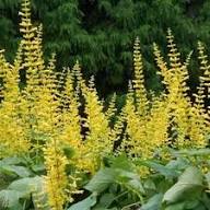 Yellow Turkish Sage Flower Seeds Heirloom Non-GMO High Germination Organic Garden Seeds