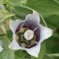White Codonopsis Pilosula Flower Seeds Heirloom Non-GMO High Germination Organic Garden Seeds for Planting