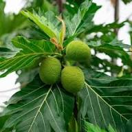 Artocarpus Breadfruit altilis Seeds for Planting – Heirloom Non-GMO High Germination Organic Tropical Fruit Tree Seeds