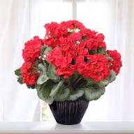 Red White Geranium Flower Seeds for Planting – Heirloom Non-GMO High Germination Organic Garden Seeds