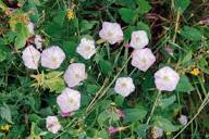 Semillas de flores de convolvulus blanco rosado - orgánicas, de reliquia, sin OMG, de alta germinación para sembrar en el jardín
