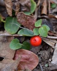 Rote Rebhuhnbeere Samen – Alte Sorte, gentechnikfrei, hohe Keimfähigkeit Bio-Gartensamen zum Pflanzen