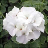 White Geranium Macrorrhizum Flowers Seed Heirloom Non-GMO High Germination Organic Garden Seeds for Planting