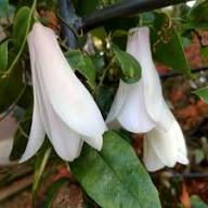 White Lapageria Flower Seeds Heirloom Non-GMO High Germination Organic Garden Seeds for Planting