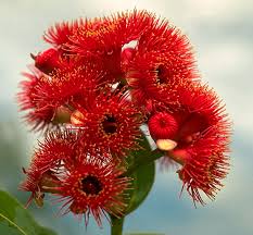 Red Corymbia Ficifolia Flower Seeds – Heirloom, Non-GMO, High Germination Organic Garden Seeds for Planting