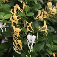 Yellow White Lonicera Flower Seeds for Planting | Heirloom Non-GMO Organic