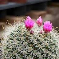 Heirloom Ornamental Cactus Seeds – Seeds for Planting, Non-GMO, High Germination Organic Garden Seeds for Planting