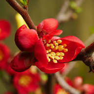Quince Flower Seeds Heirloom Non-GMO High Germination Organic Garden Seeds for Planting