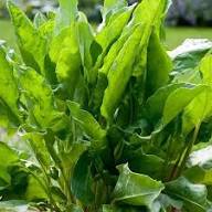 Sorrel Seeds for Planting – Heirloom, Non-GMO, High Germination Organic Garden Seeds