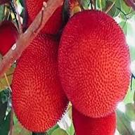 Mixed Gac Fruit Seeds – Heirloom, Non-GMO, High Germination Organic Garden Seeds for Planting