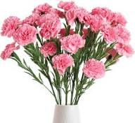 Pink Carnation Flower Seeds Heirloom Non-GMO High Germination Organic Garden Seeds for Planting