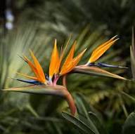 Strelitzia Juncea Rush Flower Seeds – Heirloom, Non-GMO, High Germination Organic Garden Seeds